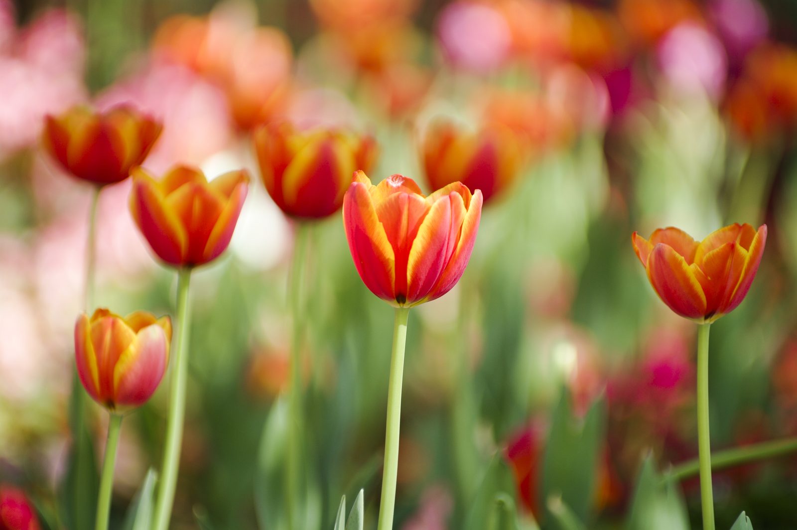 Evansville Residents: 5 Essential July Lawn and Garden Tasks